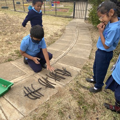 Seed pods with 1/2H 2