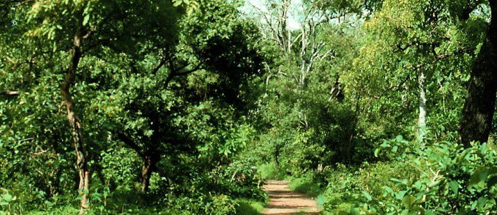 Secondary-forest-in-the-southern-part-of-Nigeria-7.jpg